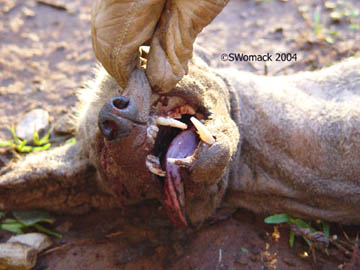 Above and below: Nearly 2-inch-long "tusk" canine teeth overlapping on strange animal's snout that has extreme overbite. Digital images © 2004 by Stacey Womack.