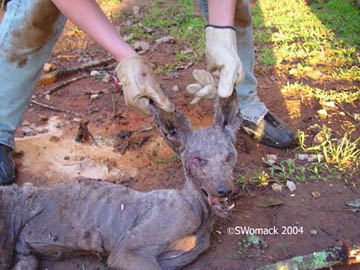 Stacey Womack holding the unidentified animal's head up during examination of the body after her brother shot it in the right eye with 22-rifle. Digital image © 2004 by Stacey Womack.