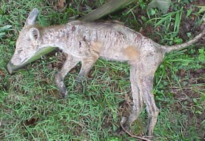 Red fox with sarcoptic mange.