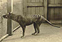 Postcard of Tasmanian Marsupial Wolf. Hobart Zoo © 1928 by G.P. Whitley Papers, Australian Museum Archives.