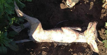 This unusual animal, similar to half a dozen killed or found dead in Texas and other states over the past decade and reported about at Earthfiles, was shot in first week of August near Poplar Bluff, Butler County, Missouri. Also more half-cats have been reported in Las Vegas, Nevada; and Tustin, California. Dozens of half-cats have been reported in Tustin since the 1980s.