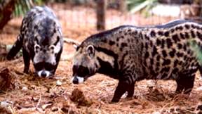 Civet cats, considered a delicacy to eat in China, have also been found to carry the SARS virus which might be infecting people who handle the animals.