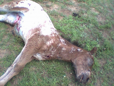 Three-month-old male colt found dead the morning of May 25, 2001 on a horse farm owned by Mike and Rose Downs of Leitchfield, Kentucky. Photograph courtesy Sheriff Joe Brad Hudson, Grayson County Sheriff's Department.