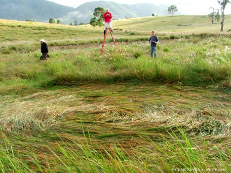 Chris Blackwell, Paul Boulton and Christopher White investigating the two Conondale grass circles after their March 28, 2006, discovery. Photo © 2006 by Christopher White.