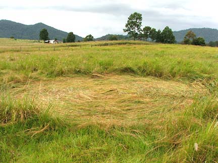 Largest of two circles found March 28, 2006, swirled in tall, wild grass in Conondale, Queensland, Australia. Diameter is 8 meters (27 feet). Photograph © 2006 by Christopher White.