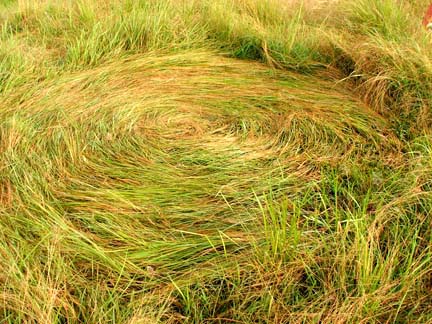  Smaller 4-meter-diameter circle north of larger 8-meter-diameter circle. Photograph © 2006 by Christopher White.