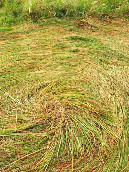 Above and below:  Mixed grasses swirled at center of larger circle. "These central crowns were raised a good 6 inches or more above the swirled grasses surrounding and off center by a noticeable, though small, margin of some 4 inches." Photographs © 2006 by Christopher White.