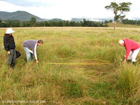Smaller of the two 2006 grass circles in Conondale being measured at 4 meters, or about 13 feet in diameter and north of larger circle. Photograph © 2006 by Christopher White.