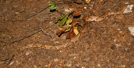 Arkansas copperhead moving toward cedar tree in Chuck Miller's Yellville, Arkansas, back yard. Photograph © 2005 by Stan Trauth, Ph.D.