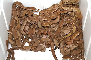  Some of the sixty snakes that Chuck Miller collected in his back yard which were studied by Prof. Stan Trauth at Arkansas State University and released back into the wild. Photograph © 2005 by Stan Trauth, Ph.D.