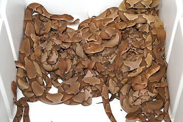 Some of the sixty snakes that Chuck Miller collected in his back yard which were studied by Prof. Stan Trauth at Arkansas State University and released back into the wild. Photograph © 2005 by Stan Trauth, Ph.D.