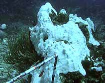 830-year-old star lobed coral in Puerto Rico colonies has died from bleaching by record-breaking hot water since January 2006. Photograph courtesy NOAA.