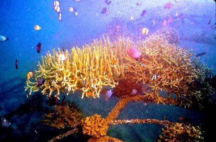 A healthy coral reef "rainforest" protecting thousands of fish in a restored coral reef project in Bali, Indonesia. Image courtesy Global Coral Reef Alliance (GCRA).