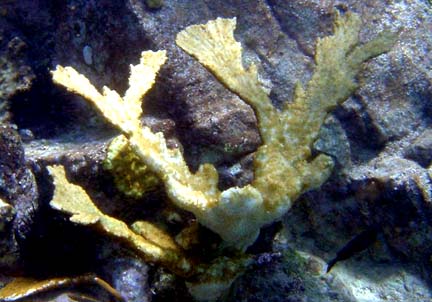 Top: Normal healthy elkhorn coral on September 2, 2005. Middle: Same elkhorn coral completely bleached white one month later on October 5, 2005. Bottom: Same elkhorn coral dead on October 26, 2005. Images courtesy NOAA.