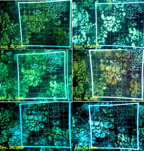 August 29, 2005 to January 30, 2006: Monitoring the rapid bleaching followed by disease followed by death of coral in the Caribbean. Images provided by NOAA.