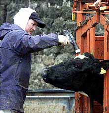 A British farmer aims bolt gun to kill another of his cows in effort to contain spread of foot and mouth virus. Photograph © 2001 by The Associated Press. 
