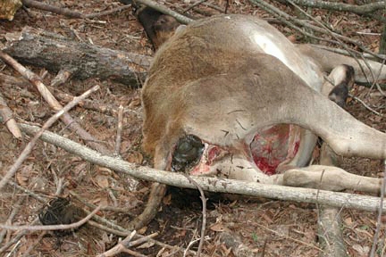 Young cow discovered dead and mutilated on a northeastern Alabama farm, February 21, 2001. Tissue was cleanly excised from rectum and vagina, the udder was removed, and tissue was excised from the right eye and lips. Photograph © 2001 by owner who requests name and location not be used. 