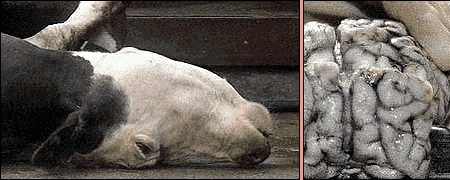 British cow infected by deadly misshapen proteins called prions which cause "Mad Cow" disease, also known as Bovine Spongiform Encephalopathy (BSE). Cow brain tissue on right is filled with microscopic holes like a sponge, produced by the deaths of brain cells. Photographs courtesy www.mad-cow.org.