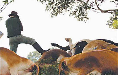 Farmer Warwick Marks stands amid 68 of his cows killed instantly by a severe lightning storm on Monday, October 31, 2005, at his Dorrigo pasture west of Coffs Harbour in New South Wales north of Sydney. Photograph © 2005 by Coffs Coast Advocate. 