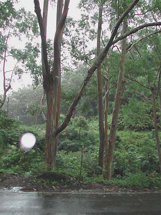 December 2003, on the road to Hana, on island of Maui, Hawaii. Camera was Nikon Coolpix 885. Photograph by Michele Bryant.