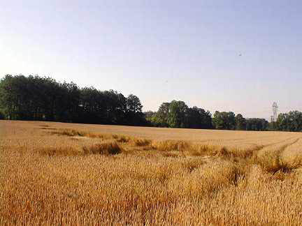 June 13, 2003, Prince William County, Virginia, downed wheat after blasts of pale blue light in field the night before. Photograph © 2003 by investigator.