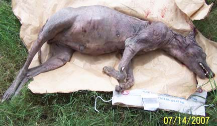 Cuero, Texas (hour southeast of San Antonio), July 14, 2007, odd purplish-gray animal with fangs overlapping in overbite and front legs shorter than back legs. Image © 2007 by Phylis Canion.