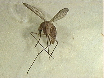 Culex pipiens mosquito which can carry the Kunjin West Nile Fever virus.