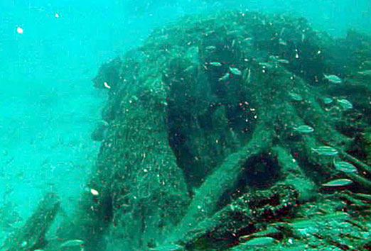 The half-mile-long stretch of underwater cypress has been radiocarbon-dated to between 50,000 and 80,000 years old. Its preservation was by sand cover that kept the cypress free of oxygen until Hurricane Katrina on August 23, 2005, exposed the ancient trees at a depth of 60 feet beneath the Gulf waters 15 miles off Mobile, Alabama's shore. That discovery was kept secret until 2012 when newspaper reporter Ben Raines was approached to investigate the cypress. See the Weeks Bay Foundation. Image © 2012 by Ben Raines and AL.com.