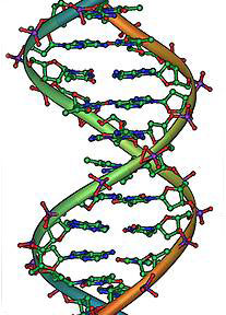DNA double helix molecule. The genome “sentence” to make a Homo sapiens sapiens is about 3.2 billion base pairs long and contains 20,000 to 25,000 distinct protein-coding genes.