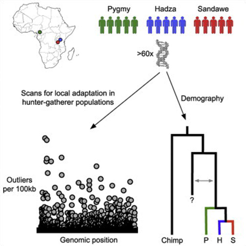 To reconstruct modern human evolutionary history, Prof. Akey and his Genome Sciences team at the University of Washington in Seattle, sequenced the whole genomes of five individuals in each of three different hunter-gatherer populations: Pygmies from Cameroon; the Khoesan-speaking Hadza and  Sandawe from Tanzania. Graphic by Joshua Akey, Ph.D.