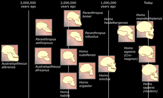 Until the late 1900s, many researchers believed that humans evolved from an apelike  ancestor through a linear series of stages, but instead of smoothly evolving evolution,  the truth is closer to many “branches of twigs” from a large, family tree that has unexpected and unidentified “foreign DNA” from the distant past. Graphic source DNA Learning Center.