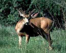 Wild mule deer in Colorado. Photograph courtesy Colorado Division of Wildlife. 