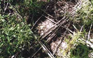 Examples of the 90-degree angle piles of sapling trunks that had been cut down and, in some cases, were layered five levels deep in Art and Pat Brown's dry pond. All photographs © 2003 by Bill Kranz.