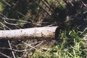 Straight cut across 3-inch-diameter sapling trunk. All photographs © 2003 by Bill Kranz.