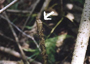  White arrow points to unusual tiered cut.