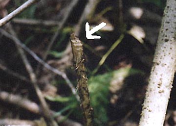 White arrow points to unusual tiered cut.