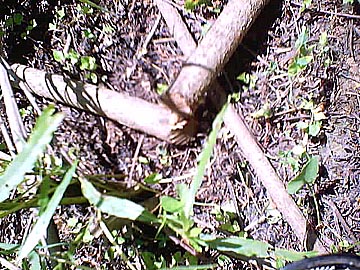 Two levels of sapling trunks intersect. There is a rippled cut on the trunk to the left, a straight cut on the trunk to the right, and what appears to be a 45 degree angle cut on the smaller sapling trunk.
