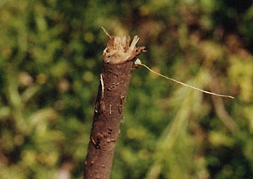 This sapling trunk looks as if some force tore off the top.