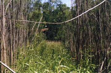  This photograph of the top of the "T" pattern pointing right at the Arthur and Pat Brown home in Defiance, Missouri, was taken on June 21, 2003, seventy days after the April 13, Palm Sunday, discovery of the cut saplings. Photograph © 2003 by Bill Kranz.