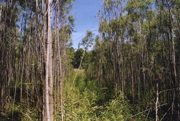 Photograph looking down one of "T" corridors, taken on June 21, 2003, seventy days after the April 13, 2003, Palm Sunday, discovery of the cut saplings. Photograph © 2003 by Bill Kranz.