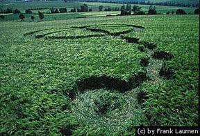  May 17, 2000 this formation was discovered in a field of barley at Doernberg close to Zierenberg and Kassel, Germany. This was the third of nine formations in May. Photograph © 2000 by Frank Laumen.