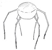 Silent, 6-legged aerial object with central 25-foot-diameter sphere seen by three eyewitnesses on August 1, 2014, from Montauk Harbor restaurant, Long Island, New York.