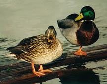 Mallard ducks in United States. Photograph © by Leslie Day.