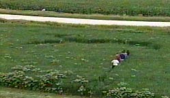 A dozen random patterns of downed oat plants were discovered on Saturday, July 3, 2004, by Eagle Grove, Iowa farmers. No weather explanation and no animal or human tracks.Video image © 2004 by KCCI The Iowa Channel 8.