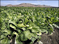 Spinach fields at the Natural Selection Foods LLC plant on Monday, Sept. 18, 2006, in Salinas, California. Spinach grown in the California Salinas Valley and packaged and distributed by two companies, including Natural Selection Foods LLC, were traced to the September 2006 E. coli outbreak that killed three people and sickened more than 200 others in twenty-six states. Image © 2006 by AP.