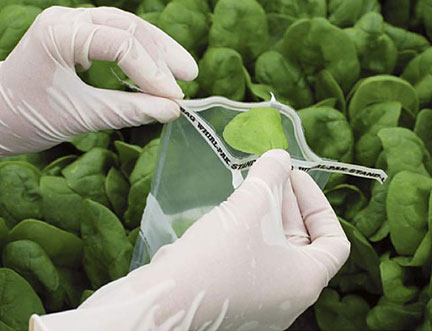 A joint UC Davis/USDA research project sampled crops such as this spinach in the Salinas Valley of California, as well as animal droppings and water. Genetic tests will be used to “fingerprint” and track bacterial contaminants such as E. coli O157:H7. Photo courtesy UC-Davis.