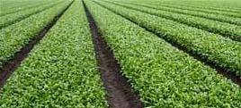 Salinas Valley, California spinach field.