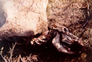 Heifer first discovered on October 2, 2000 with lips and tongue removed near Eldorado Springs Road south of Boulder, Colorado. By October 8 when this photograph was taken by MUFON field investigator Lou Ashby, the jaws and neck had been stripped to the bone, the teats cleanly cut off at surface of udder, vaginal and rectal tissue cored out and half the tail removed. Photograph © 2000 by Lou Ashby.
