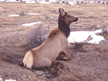 Female elk unable to rise on her legs. Ten animals have been airlifted by helicopters to veterinarian pathologists trying to find an answer for the bizarre paralysis. So far, no answers, as the numbers of disabled elk keep rising. Image courtesy WGFD.