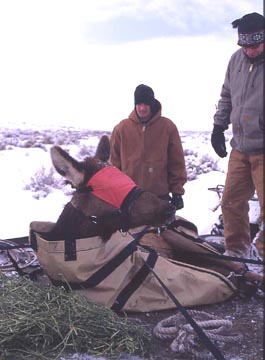 Ten paralyzed elk have been airlifted to veterinarian pathologists for euthanization and fresh necropsies in an effort to find out what is causing the paralysis of otherwise healthy animals, mostly all pregnant females.